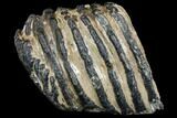 Partial Southern Mammoth Molar - Hungary #149852-3
